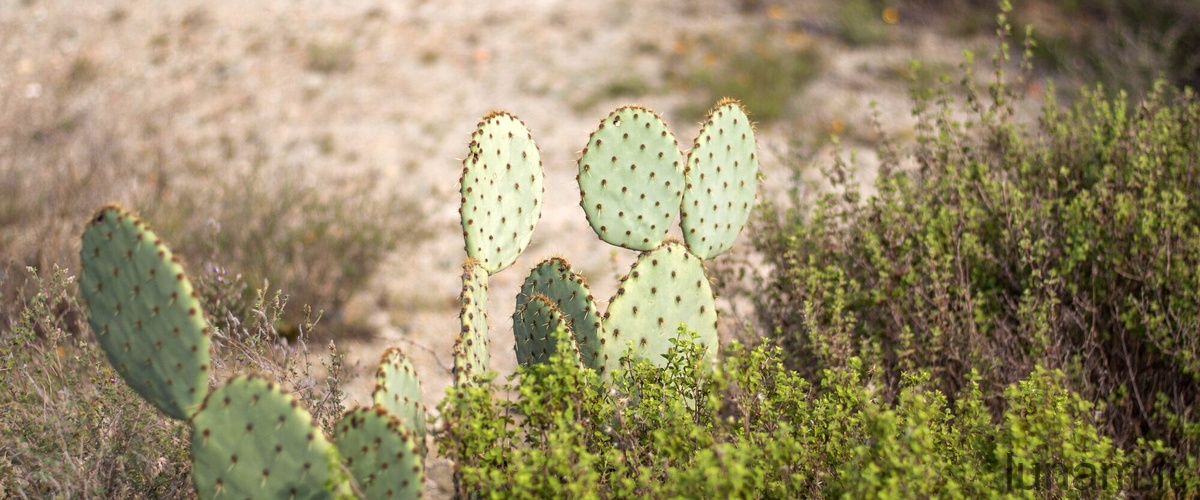 Quanto vive una pianta di cactus?