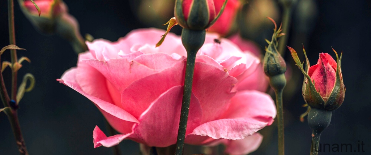 Rosa Cavallina: il fiore dal fascino selvaggio