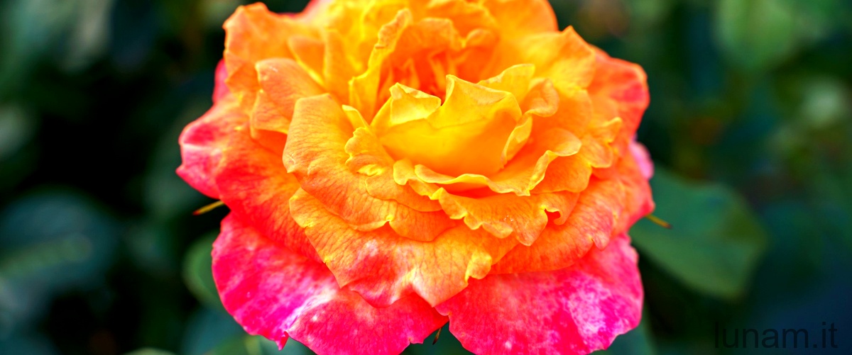 Rosa majalis: un'ode alla natura
