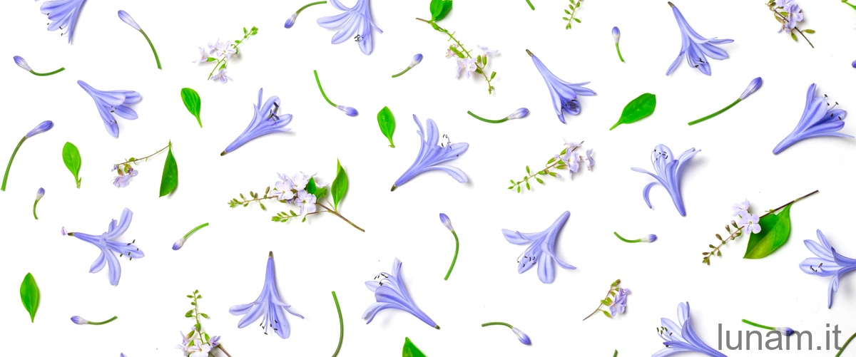 Salvia nemorosa: quando e come ottenere una fioritura rigogliosa