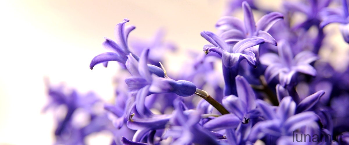 Scilla hyacinthoides italica: un tesoro floreale italiano