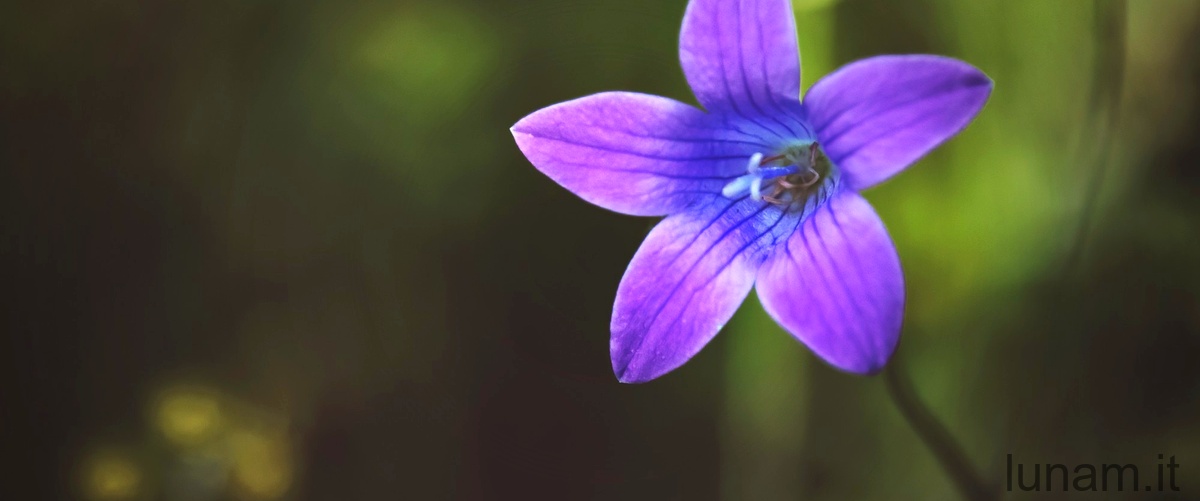 Scopri i segreti del Lathyrus hirsutus, il fiore dai petali pelosi