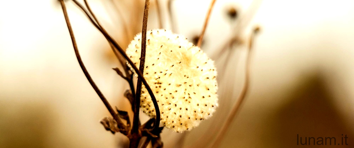Scopri i segreti della Cylindropuntia spinosior: una pianta unica nel suo genere