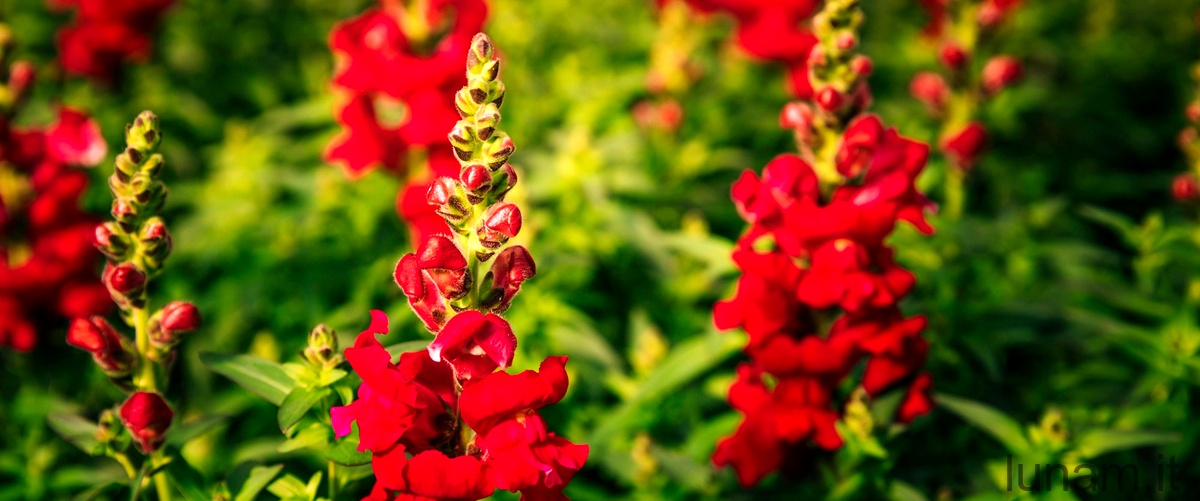 Scopri la bellezza incandescente di Edgeworthia chrysantha Red Dragon