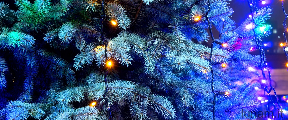Scopri la magia del Pohutukawa, l'albero di Natale della Nuova Zelanda