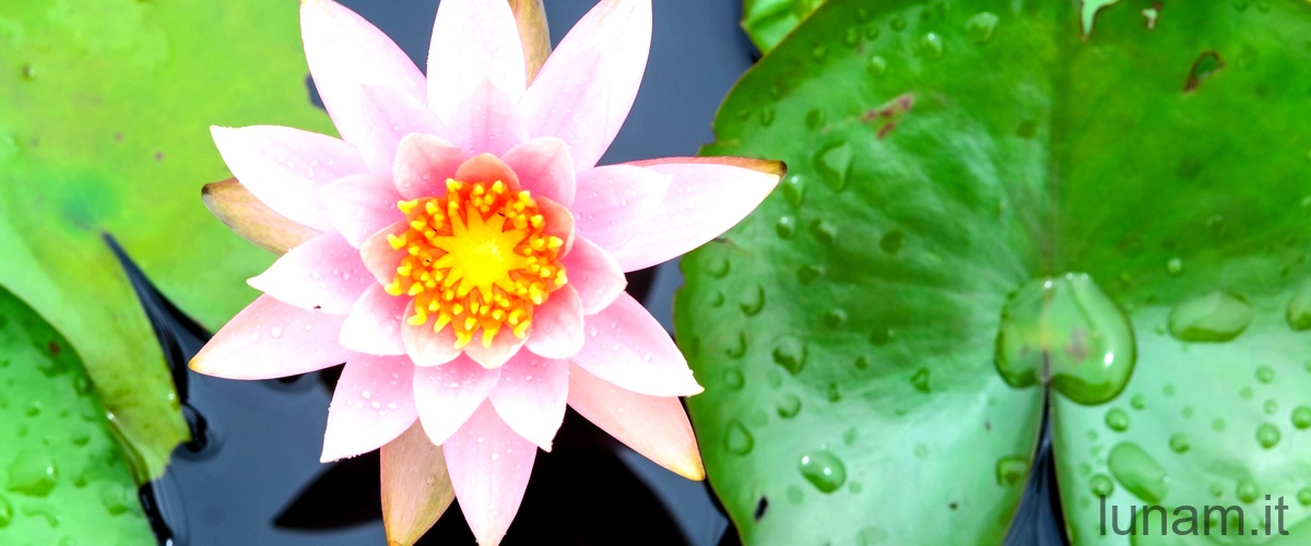 Scopri le caratteristiche sorprendenti di Lotus tetragonolobus