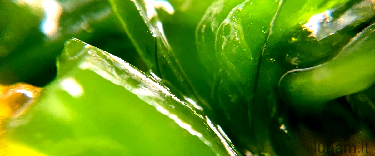Scopri l'erba sardonica: caratteristiche e possibili effetti