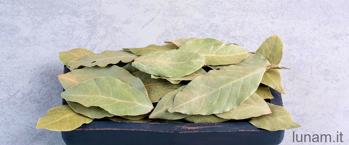 Senna bicapsularis: una pianta versatile per gli amanti del verde
