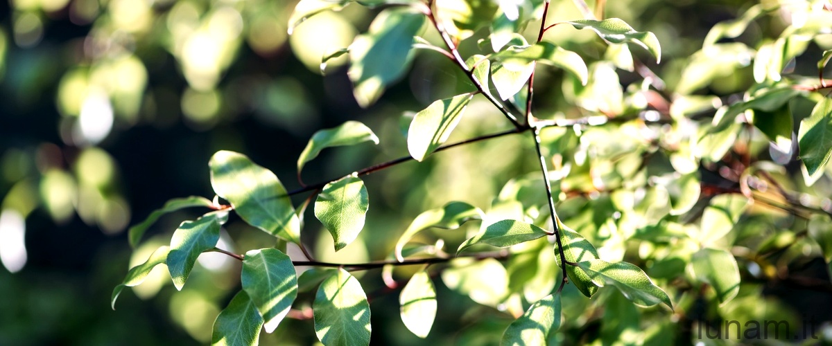 Sinocrassula yunnanensis: una pianta succulenta facile da curare per principianti
