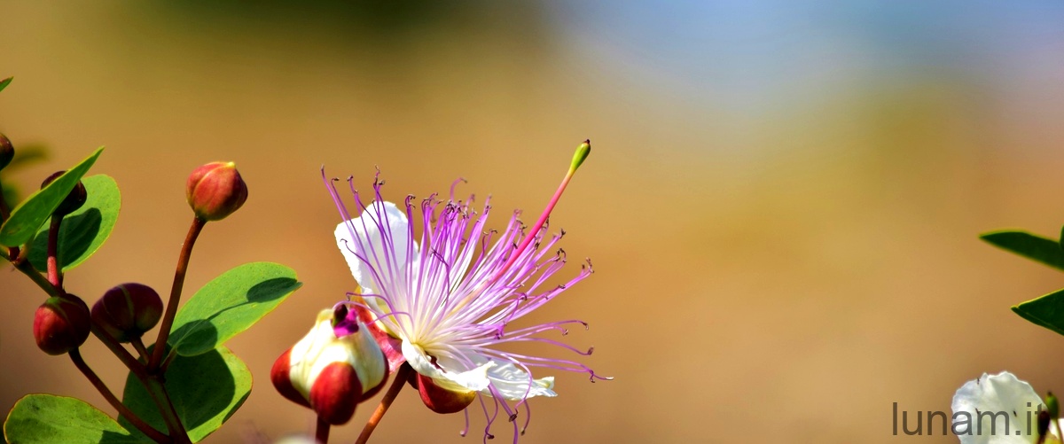 Sobralia: un fiore che incanta con la sua eleganza