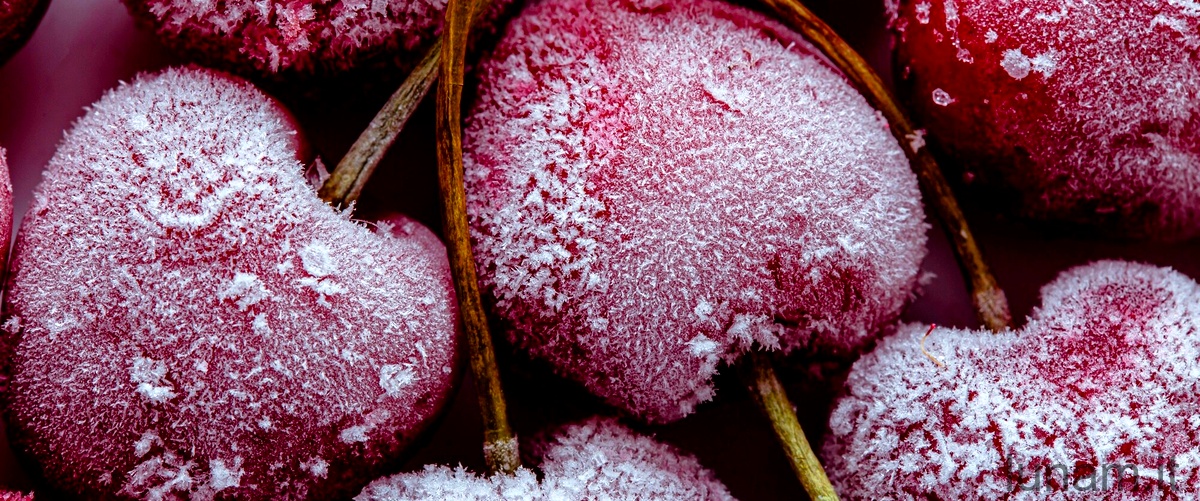 Sorbus Decora: come coltivare e curare la pianta dalle bacche rosse
